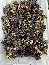 Mádi kövérszőlő és furmint ültetvények eladók