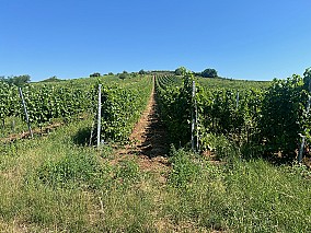 Mádi kövérszőlő és furmint ültetvények eladók