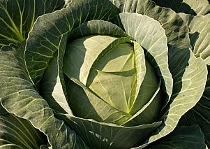 Étkezési fejes káposzta eladó