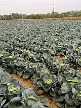 Étkezési fejes káposzta eladó