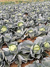 Étkezési fejes káposzta eladó