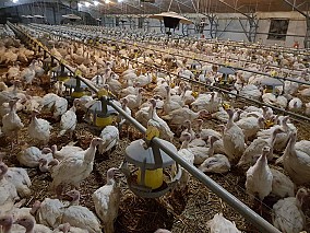 Nyugat-Dunántúlon működő baromfinevelő telep eladó