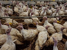 Nyugat-Dunántúlon működő baromfinevelő telep eladó