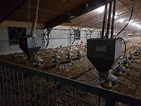 Nyugat-Dunántúlon működő baromfinevelő telep eladó