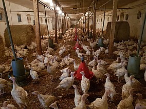 Nyugat-Dunántúlon működő baromfinevelő telep eladó