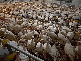 Nyugat-Dunántúlon működő baromfinevelő telep eladó