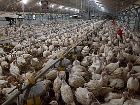 Nyugat-Dunántúlon működő baromfinevelő telep eladó
