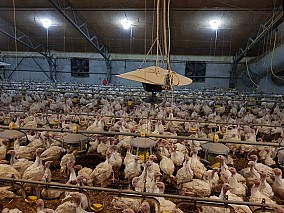 Nyugat-Dunántúlon működő baromfinevelő telep eladó