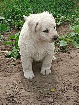 Kuvasz kiskutyák gazdát keresnek