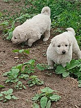 Kuvasz kiskutyák gazdát keresnek