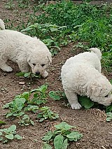 Kuvasz kiskutyák gazdát keresnek
