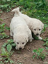 Kuvasz kiskutyák gazdát keresnek