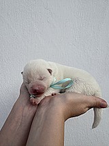 Törzskönyves japán Akita inu kiskutyák