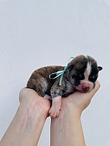 Törzskönyves japán Akita inu kiskutyák