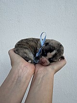 Törzskönyves japán Akita inu kiskutyák