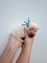 Törzskönyves japán Akita inu kiskutyák