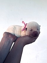 Törzskönyves japán Akita inu kiskutyák
