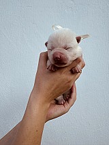 Törzskönyves japán Akita inu kiskutyák