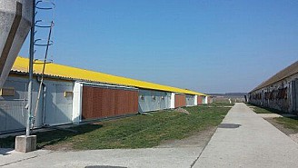 Baromfinevelő telep eladó