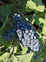 Kékfrankos minőségi borszőlő