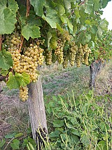 Furmint, hárslevelű borszőlő eladó Szerencsen