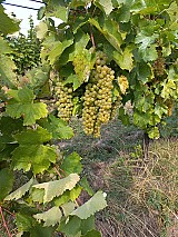 Furmint, hárslevelű borszőlő eladó Szerencsen