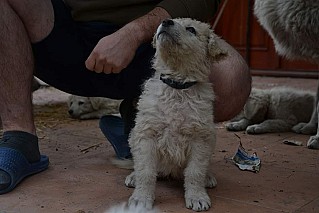 Kuvasz kiskutyák