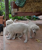 Kuvasz kiskutyák