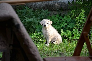 Kuvasz kiskutyák