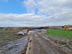 Makó mellett működő sertéstelep eladó