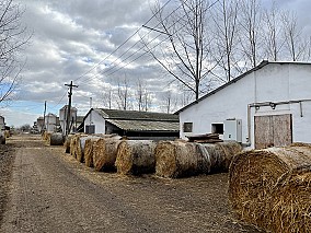 Makó mellett működő sertéstelep eladó