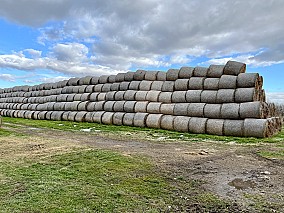 Makó mellett működő sertéstelep eladó