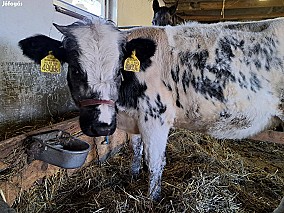 Kék Belga-Holstein üsző eladó