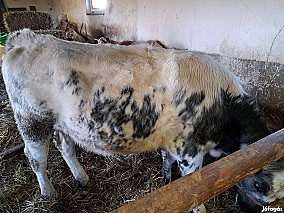 Kék Belga-Holstein üsző eladó