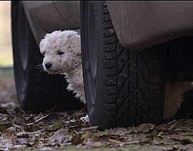 Komondor kölyök kutya