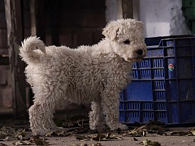 Komondor kölyök kutya