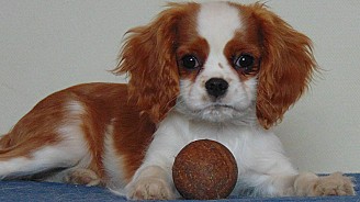 Cavalier King Charles Spániel