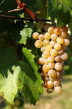 Furmint rendelés