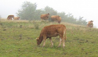 Limousin tenyészüsző