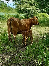 Angus üsző borjú eladó