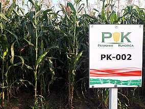 PK-002 Organikus Kukorica előrendelési AKCIÓ! - Rekordereknek! SZEMES/SILÓ HASZNOSÍTÁSRA