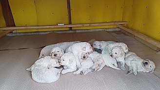 Törzskönyves Kuvasz kiskutyák Vértesi Selymes kennel