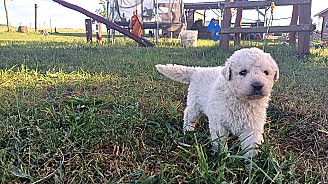 Törzskönyves Kuvasz kiskutyák Vértesi Selymes kennel