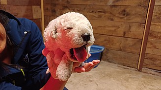 Törzskönyves Kuvasz kiskutyák Vértesi Selymes kennel