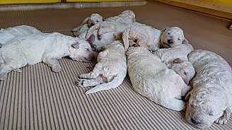 Törzskönyves Kuvasz kiskutyák Vértesi Selymes kennel