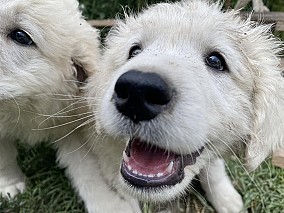 Kuvasz kiskutyák