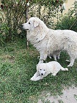 Kuvasz kiskutyák