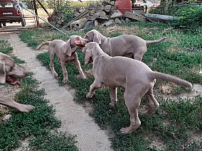 Weimari vizsla kölykök eladók!