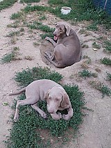 Weimari vizsla kölykök eladók!