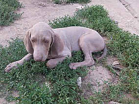 Weimari vizsla kölykök eladók!